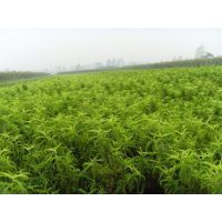 遼寧德偉苗圃 本地培育優(yōu)質(zhì)桃李苗木，助力果園豐產(chǎn)增收