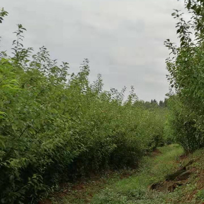 重慶酉陽 專業(yè)苗圃李子樹苗培育基地，優(yōu)質(zhì)李子苗銷售與技術(shù)支持
