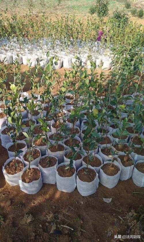 澧縣苗圃 精心培育80萬株優(yōu)質(zhì)油茶苗，助推產(chǎn)業(yè)繁榮與鄉(xiāng)村振興