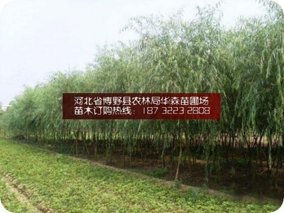 保定垂柳 苗圃培育與銷售的典范——探訪河北省博野縣農(nóng)林局華森苗圃場銷售部