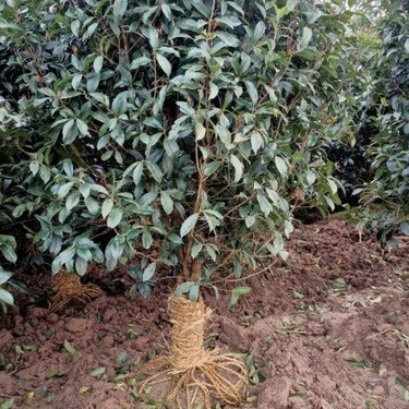 20公分金桂花樹價(jià)格全解析 從苗圃培育到市場(chǎng)銷售的深度洞察